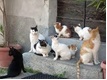 colonia di gatti